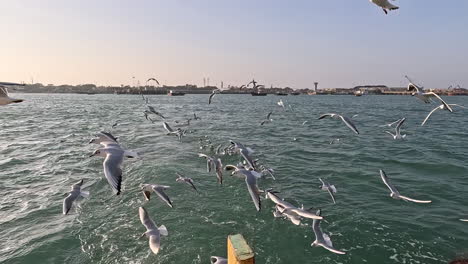 Behind-the-boat,-flock-of-seagulls-in-flight-creates-mesmerizing-background,-their-graceful-movements-adding-an-enchanting-touch-to-the-seascape