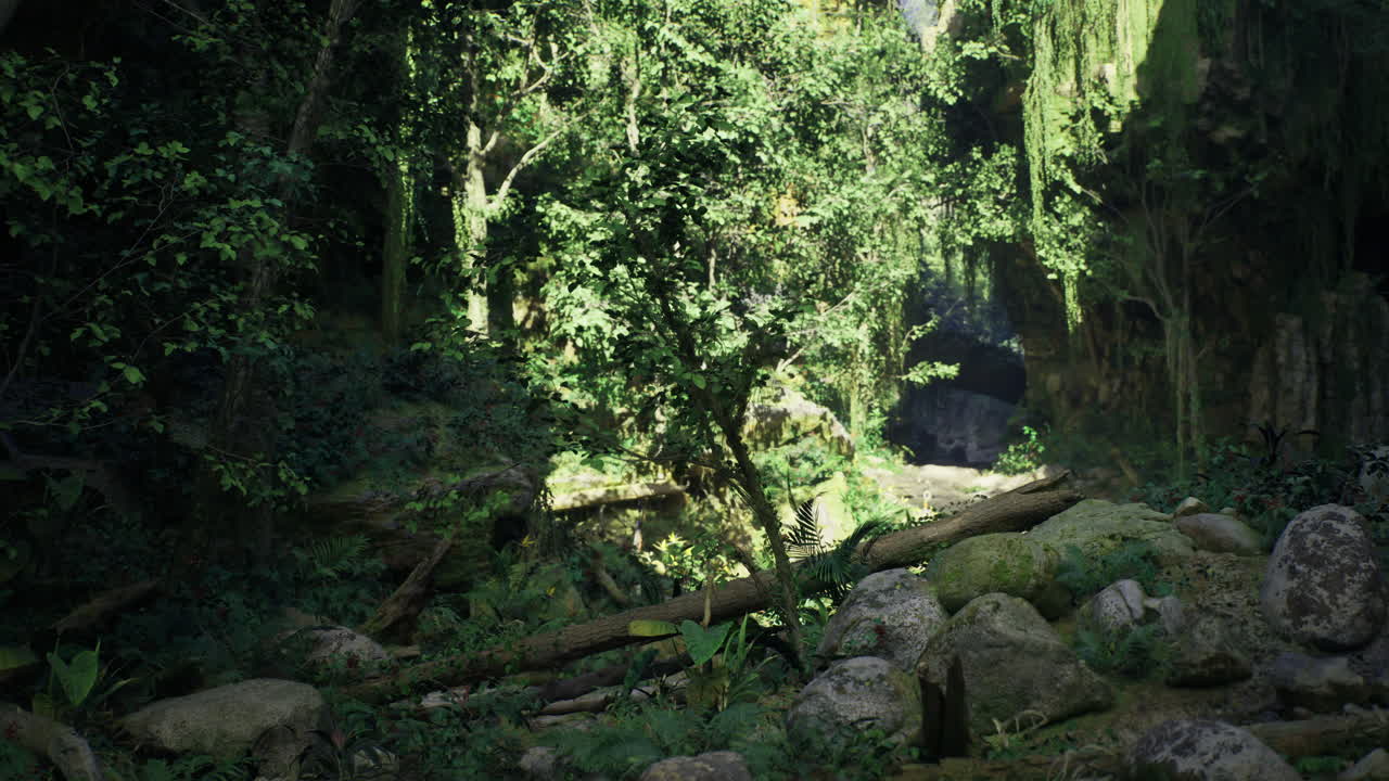 Lush green forest with flowing creek and rocky terrain during daylight