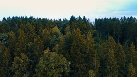 Eine-Drohne-Steigt-Vor-Der-Waldluftaufnahme-Herab