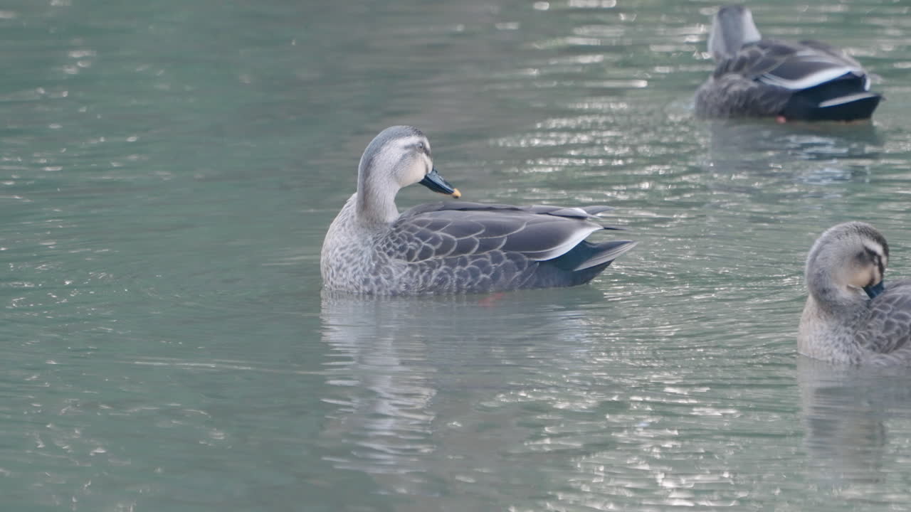 일본 도쿄의 잔잔한 호수에서 목욕을 하고 깃털을 손질하는 동부 반점 청구 오리 무리