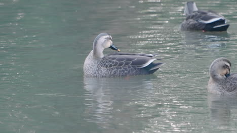 Flock-Of-Eastern-Spot-Billed-Ducks-Bathing-And-Preening-Their-Feathers-While-On-A-Calm-Lake-In-Tokyo,-Japan