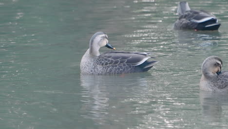 bandada de patos de pico oriental bañándose y acicalándose las plumas en un lago tranquilo en tokio, japón