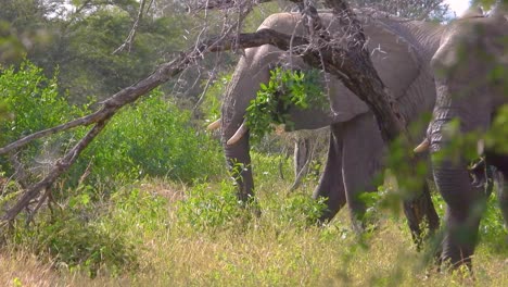 elephant walking into camera when he is eating the food he has in his mouth with another elephant looking in the kruger national park