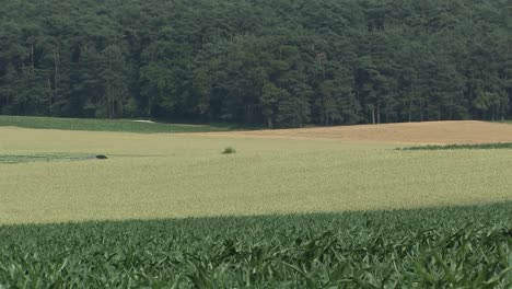 Campo-De-Trigo-Y-Campo-De-Maíz-Con-Bosque-En-La-Parte-De-Atrás-Cerca-De-Karlshuld-En-Baviera,-Alemania