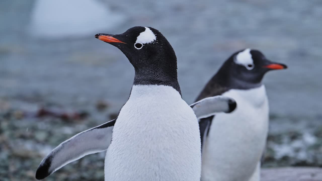 pingüinos de cerca en la antártida, pareja de dos pingüinos gentoo sacudiendo la cabeza y secándose y aleteando alas en la vida silvestre y los animales vacaciones a la península antártica en la playa rocosa de pie