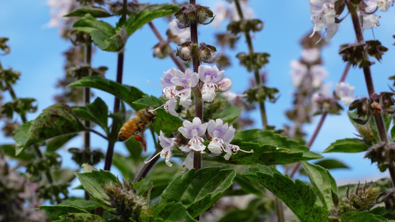 Australian Native Bee On Wild Flowers - Close Up