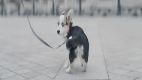 dog walking in a city