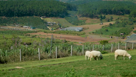 Flock-of-Sarda-Sheep-Grazing-Green-Grass-at-Farm-Highlands-of-Da-Lat,-Vietnam---wide-angle-slow-motion