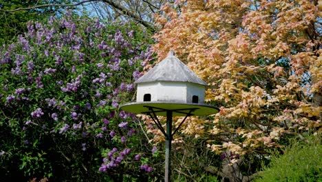 a dove cote in an idyllic mature garden with lilac and maple trees in background