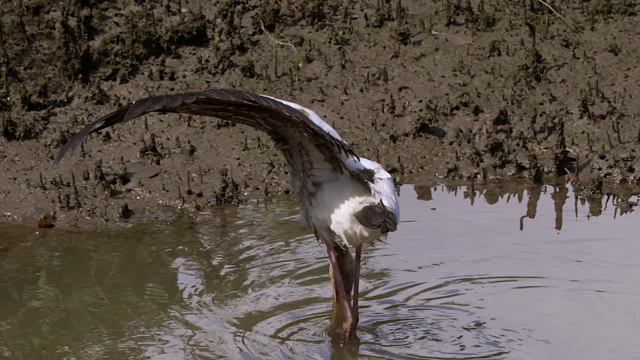 습지에서 먹이를 구하는 동안 왼쪽 날개를 펼치는 밀키 황새 - 클로즈업