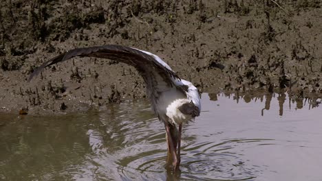 Cigüeña-Lechosa-Extendiendo-El-Ala-Izquierda-Mientras-Buscaba-Comida-En-El-Pantano---Cerrar