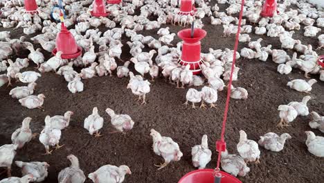 closeup camera shows large kid chick crowd in a modern lit incubator on an automated poultry farm, large kid chick crowd in an incubator on a poultry farm