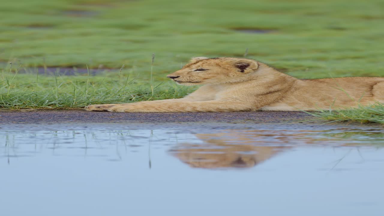 African Wildlife of Cute Lion Cub Close Up Portrait, Baby Lions on Animals Safari, Vertical Animal Video for Social Media, Instagram Reels and Tiktok in Serengeti National Park in Tanzania