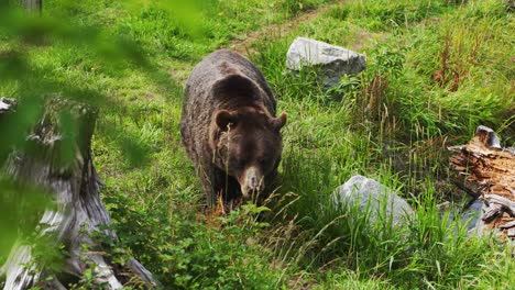 Oso-Grizzly-Caminando-En-Un-Bosque-En-Columbia-Británica,-Canadá-En-4k