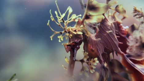 Leafy-Sea-Dragon-with-eggs-macro-close-ups-4k-slow-motion