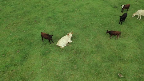 Pasto-De-Vaca-En-Cumming-Georgia-En-Un-Día-Nublado