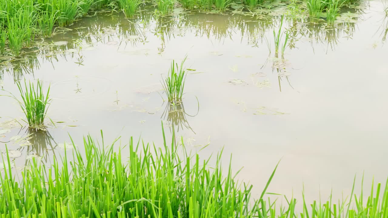 일몰 시간에 유기농 농장의 멋진 논에 있는 아름다운 벼