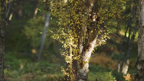 yellow leaves slowly fall in the sunlit early autumn forest