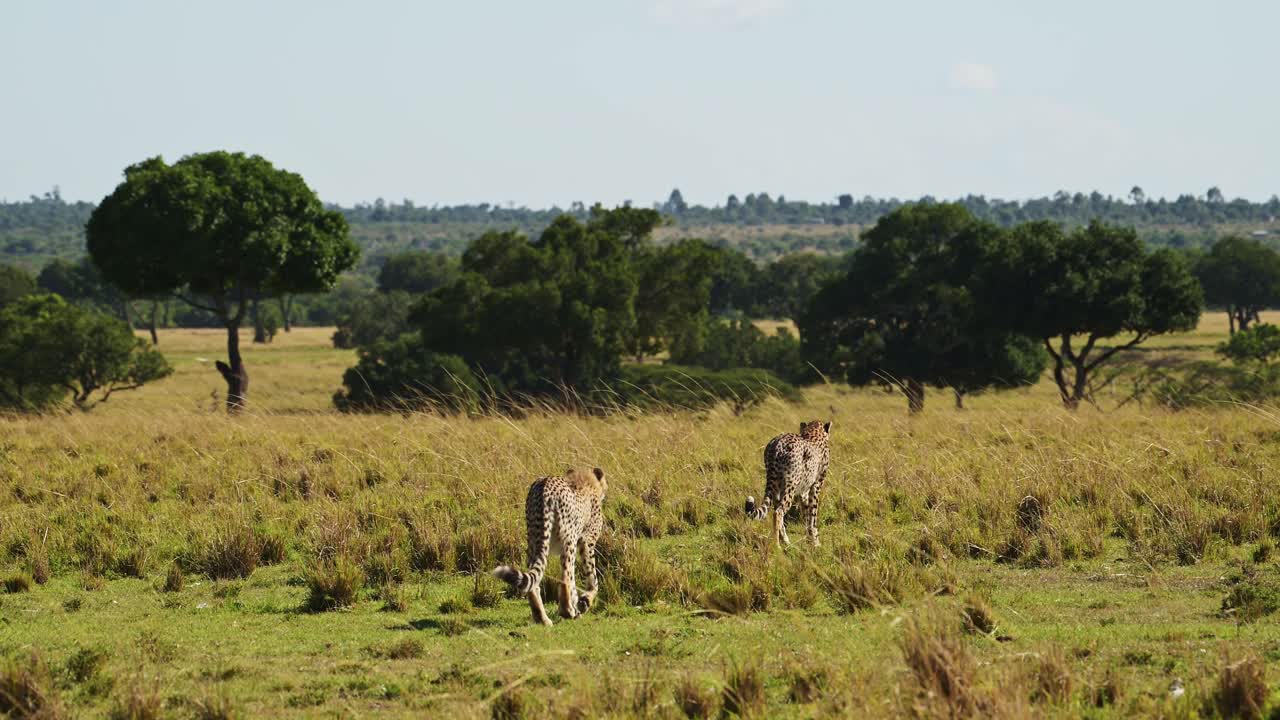 마사이 마라 국립 보호구역, 케냐, 아프리카 사파리 동물 마사이 마라에서 사냥감을 찾는 넓은 사바나 평야를 돌아다니는 치타의 느린 움직임 촬영
