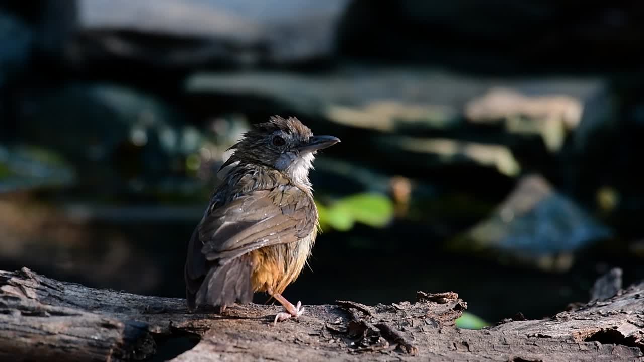 The Abbot’s Babbler is found in the Himalayas to South Asia and the Southeast Asia
