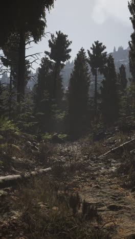 spruce forest at summer day