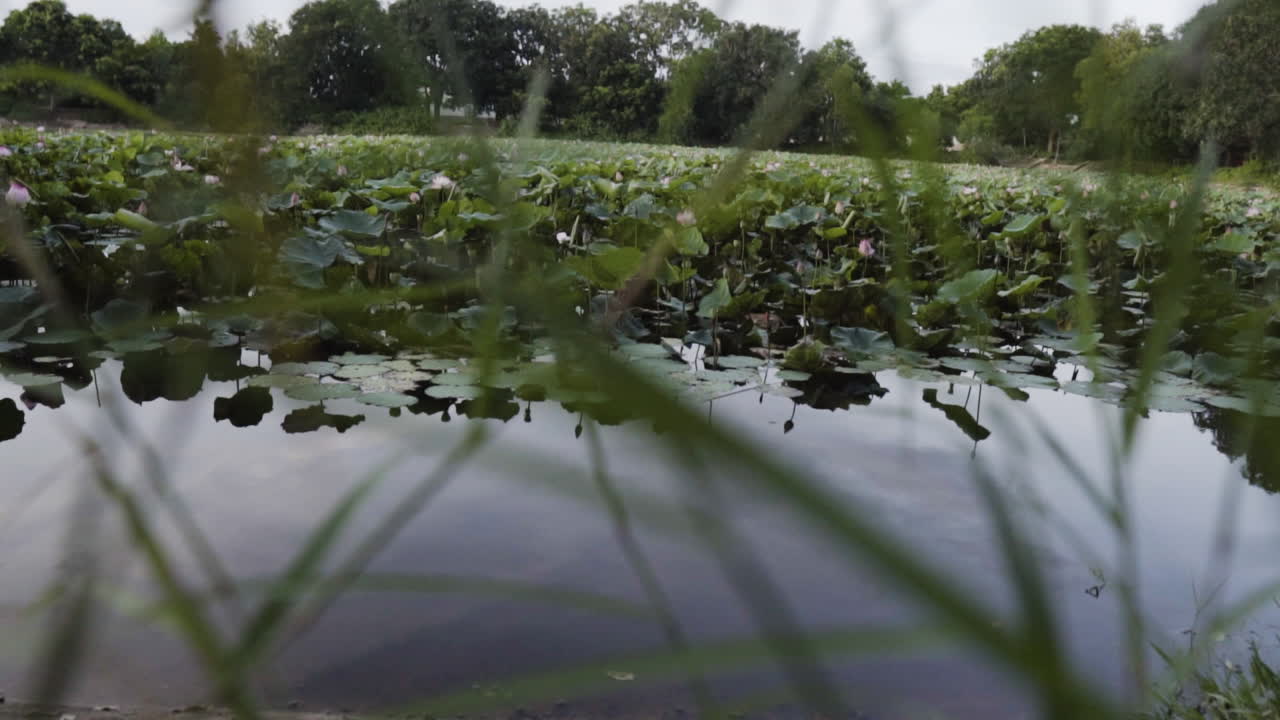 Waterlily pond with big lotus leaves seen though grass