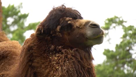 Camel-in-desert-close-up