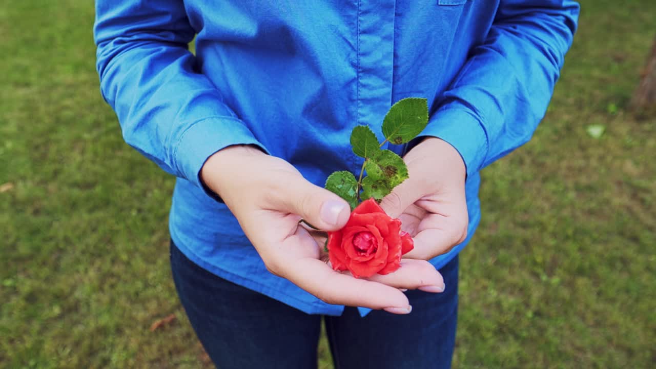 Closeup of hand of a woman with a beautiful manicure holds in her hands a red rose.