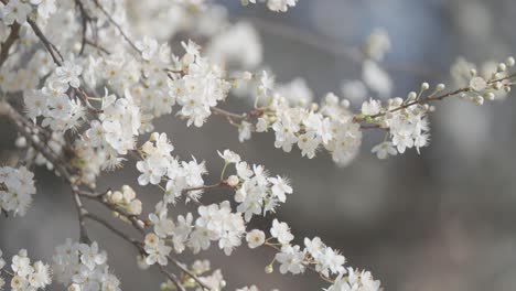 A-close-up-shot-of-beautiful,-delicate-cherry-blossoms-showcasing-their-intricate-details-and-soft-white-petals