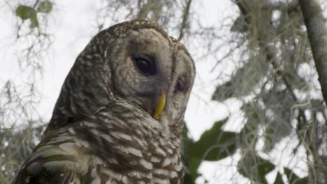 barred owl portrait closeup of looking down with lichen and vegetation in background