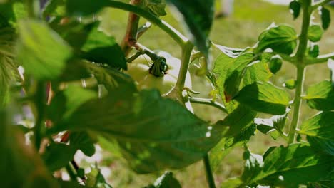 Unripe green tomatoes growing outside