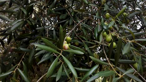 Ripe-Green-Olives-on-Leafy-Tree-Branches,-Close-Up-Handheld-Detail