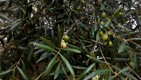 ripe green olives on leafy tree branches, close up handheld detail