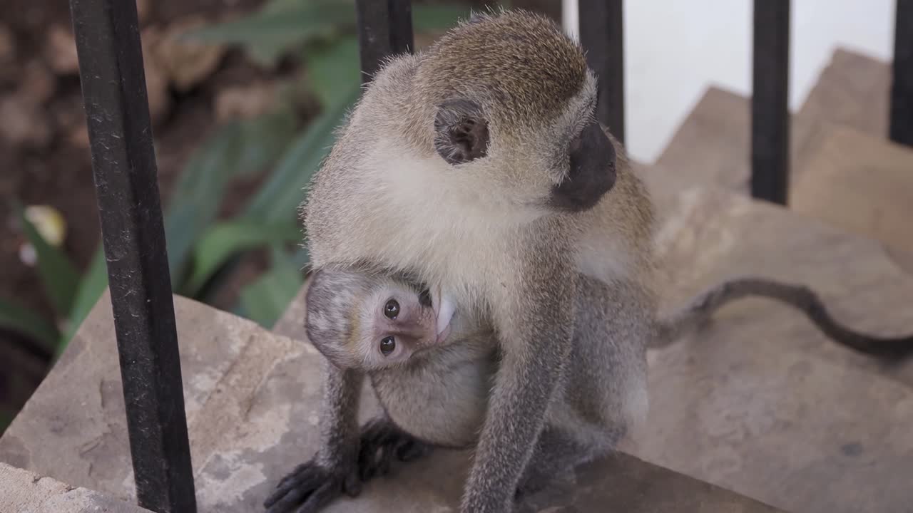 MONKEY CARRYING ITS BABY LIKE A HUMAN