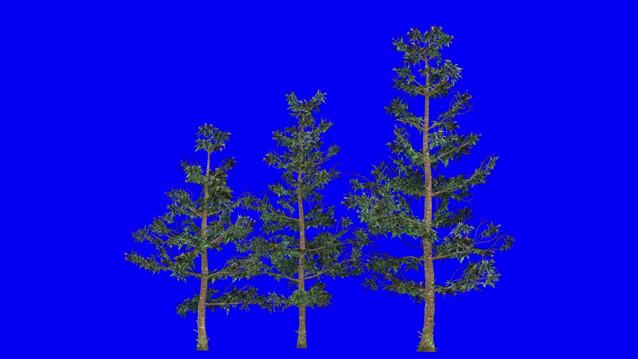3D white fir cluster with wind effect on blue screen 3D animation