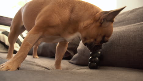 cute healthy french bulldog playing with black rubber toy on bed at home