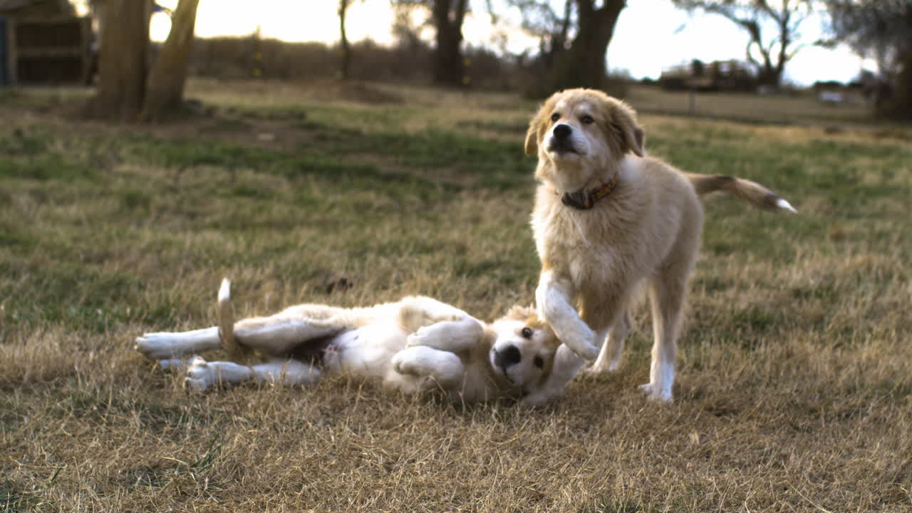 두 마리의 아나톨리아 피레네 강아지가 풀 위에서 놀고 있습니다.