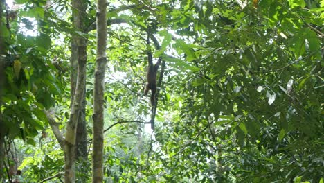 White-handed-gibbon-,-also-known-as-the-common-gibbon