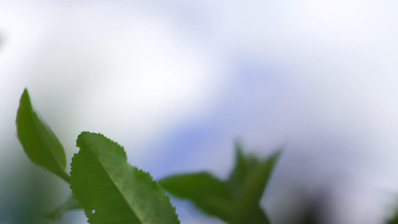 una vista de cerca de las plantas de té verde oscilando graciosamente en la brisa, mostrando su follaje vibrante en una danza hipnótica con el viento