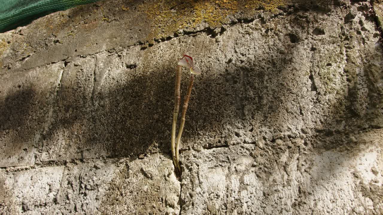pequeñas plantas brotan de la pared de hormigón agrietada