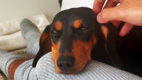 close-up of hand caressing sleepy dachshund puppy in slow motion