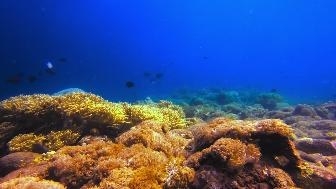 coral goniopora prosperando en el fondo del océano con peces exóticos nadando y hermosos rayos de luz del sol