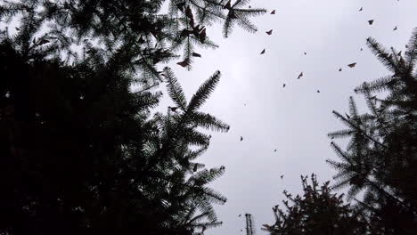 slow motion shot of several monarch butterflies flying