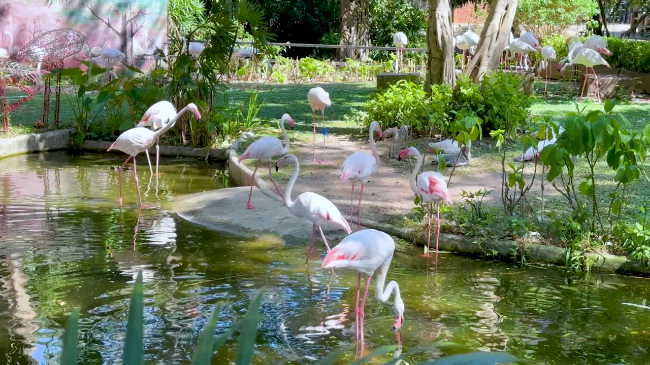 조용 한 동물원 서식지 에서 바다 를 고 있는 플라밍고