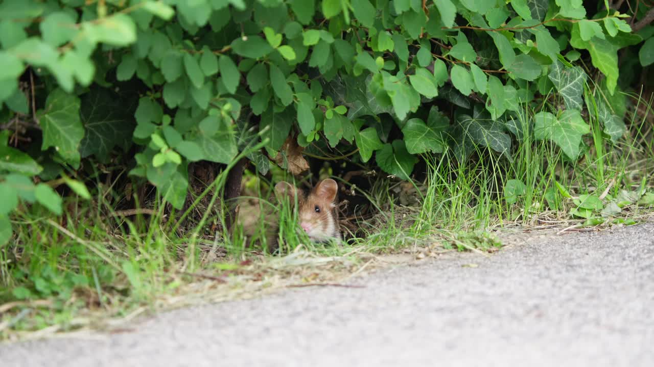 Un criceto europeo esce dalla sua tana nel Wiener Zentralfriedhof a Vienna. La fotocamera portatile cattura il criceto tra la vegetazione lussureggiante, mostrando i suoi movimenti e comportamenti in natura.