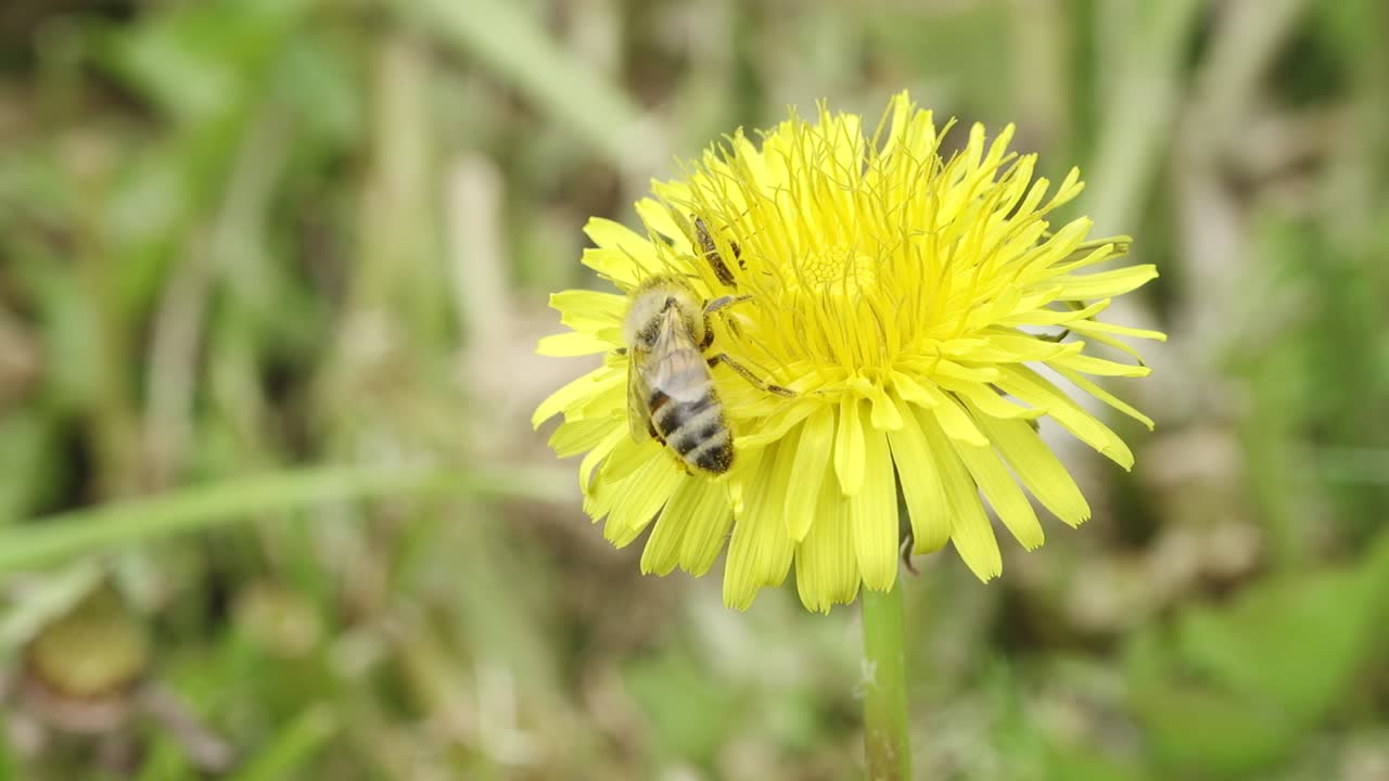 L'ape raccoglie il nettare sul dente di leone.