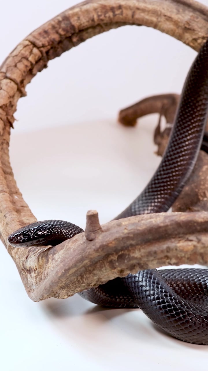 Un serpente reale nero messicano si muove con grazia attraverso un ramo di legno curvo in un ambiente minimalista e ben illuminato.