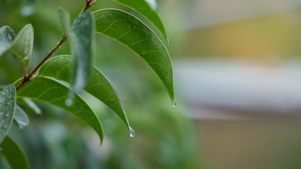 Detailed close-up of glistening water beads on a leaf after a rain shower, captured in slow motion for a mesmerizing look at natural hydration.