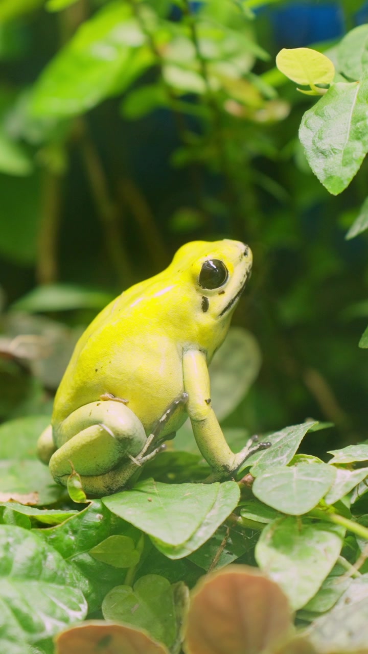 Rana dorata velenosa seduta su una foglia verde nella foresta pluviale tropicale