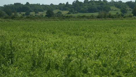 a field of crops waving in the wind